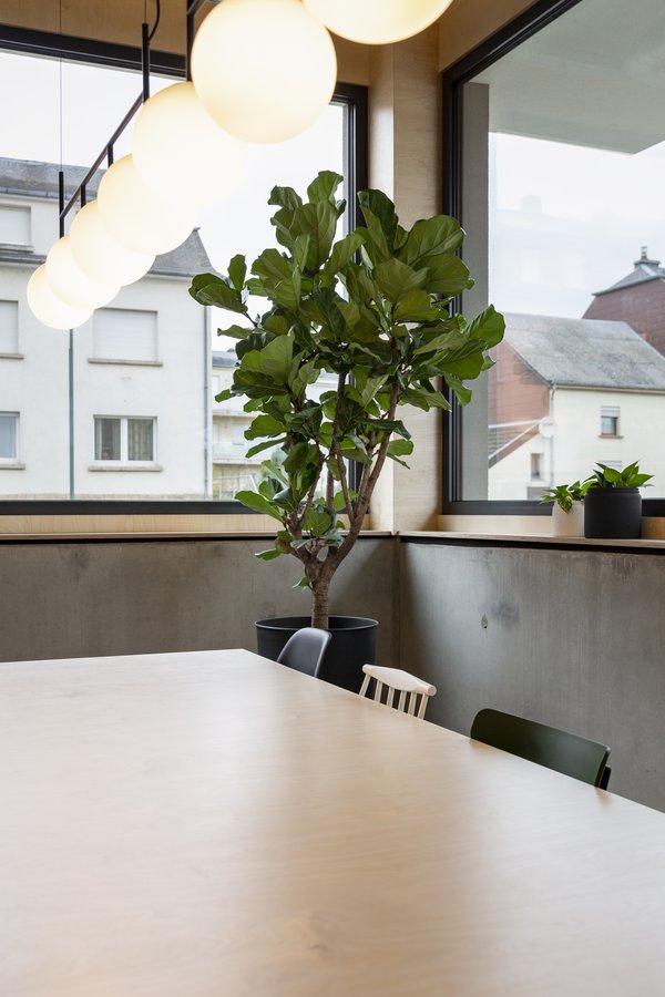 Lights and plants in the shared kitchen